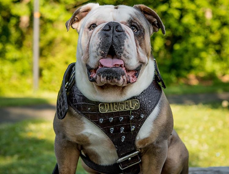Bulldog 47691517_1242522252566578_713578140735992665_n Bulldog 47691517_1242522252566578_713578140735992665_n