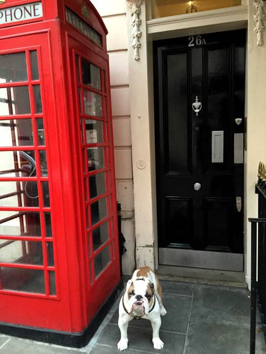 Bulldog telephone red box londong Bulldog telephone red box londong
